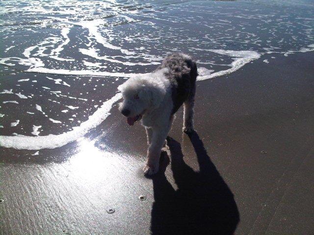 /images/events/37/Bleu checking out beach.jpg